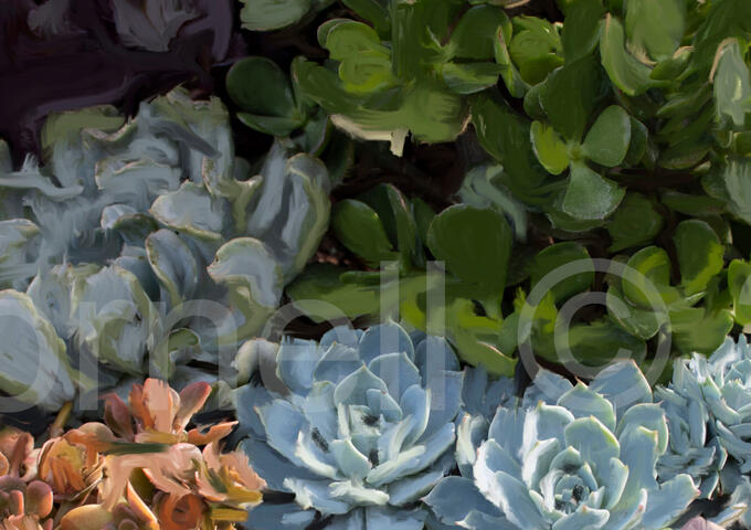 Digital Painting: Magical Succulents